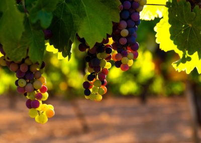 Raisin vignoble