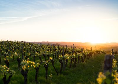 Vignoble couche de soleil